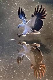 Birds Of Prey Credits Scene Eagle By Katee Most Beautiful Birds Birds Beautiful Birds