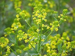 Maybe you would like to learn more about one of these? April Wildflowers In Ohio Seasons Flow