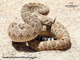 Turismo En Chihuahua Le Habla De La Serpiente De Cascabel 5 Snake Desert Animals Rattlesnake