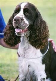 Black And Tan Cocker Spaniel Puppies For Sale Scotland Springer Spaniel Yahoo Image Search Results English Springer Spaniel English Springer Spaniel Puppy Springer Spaniel Puppies