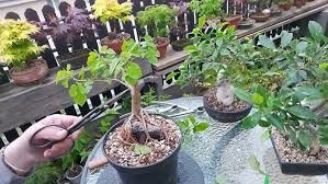 Image result for Ficus burkei