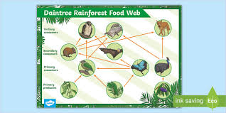 Food Chain - Tropical Rainforest