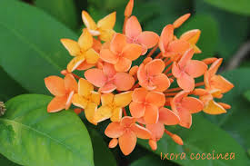 Image result for Ixora coccinea
