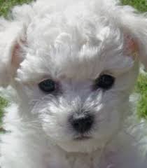 Find local bichon frise in dogs and puppies in the uk and ireland. Pin On Bichon Frise