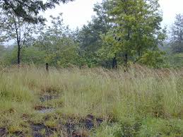 Image result for Hyparrhenia rufa