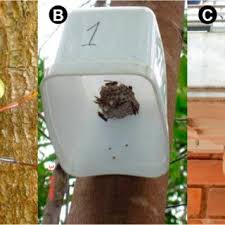 Our pest control company is on target to expand by over 13% this year making us one of the ten. Pdf Pest Control Potential Of Social Wasps In Small Farms And Urban Gardens