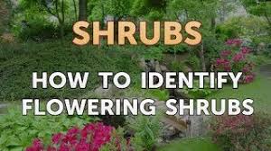 Mar 15, 2021 · take the mystery out of when to prune your plants. How To Identify Flowering Shrubs Youtube
