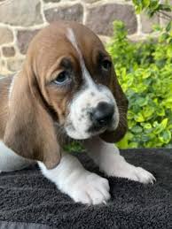 The basset hound beagle mix is a cross between two different breeds with different personalities. Basset Hound Puppies For Sale In Pa Lancaster Puppies
