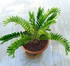 Image result for Encephalartos
