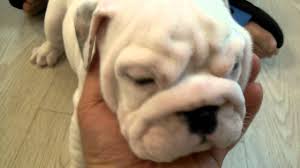 If you require a pup with breeding rights or for show quality with a top pedigree then expect to pay from $4,600 upwards to $5,500 or even more. Pomeranian Puppies Teacup For Sale Novocom Top