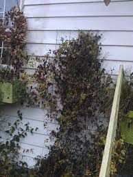 Check spelling or type a new query. Clematis Pruning Part 1 Clematis In Seattle