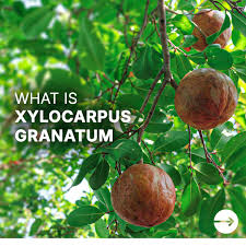 Image result for Xylocarpus