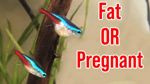 Pregnant Neon Tetra? What To Look For (Guide)