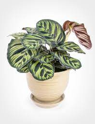 Calathea Makoyana Peacock Plant Peacock Plant Plants Calathea