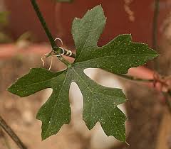 Image result for Kedrostis abdallai