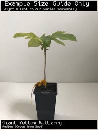 Image result for Myrianthus arboreus