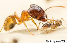 Ant sculptures march up the side of what used to be an iconic spot in punk rock lore. Big Headed Ants Are Biggest In Australia Due To Competition