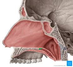 The nasal cavity is framed and supported by several bones and cartilages. Medial Wall Of The Nasal Cavity Anatomy And Structure Kenhub