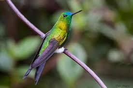 Image result for Richardsiella eruciformis