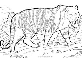 Malvorlage Tiger Tiere Kostenlose Ausmalbilder
