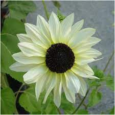 Check spelling or type a new query. Italian White Sunflower Seeds Helianthus Annuus Seed Needs Llc