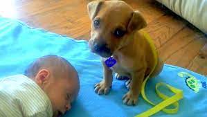 Puppy Wants To Watch Over Baby But Cute Puppy Videos Cute Animals With Funny Captions Puppies Funny