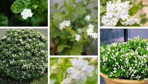 They adapt to a variety of soil conditions. Jasmine Sambac The Arabic Jasmine With The Wonderful Aroma In Your Garden My Desired Home