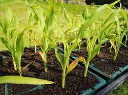 季節のガーデニング トウモロコシ苗の植え付け