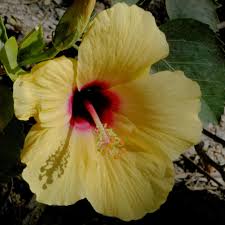 Image result for Hibiscus nigricaulis
