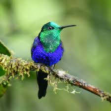 In this epic guide to rainforest animals, you'll learn all about monkeys, birds, insects, mammals, fish and other animals from ecuador's amazon rainforest. Wildly Magical Treasures Of The Amazon Rainforest Cosmic Sister