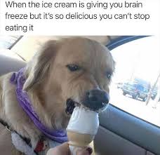 Funny Animal Memes Of The Day 32 Pics Dogmemes Lovely Animals World Funny Animal Jokes Funny Animal Memes Animal Jokes