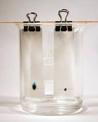 Use Paper Chromatography To Separate Black Ink In To Several Different Ink Colors In This Simple Ch Science Projects Science Fair Projects Paper Chromatography