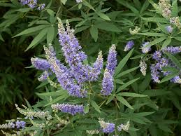 And in some parts of the region, including australia, south africa, and brazil, they have an exceptional sight outside. Vitex Chaste Trees Information On Growing A Chaste Tree