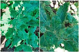 Image result for Alfalfa mosaic virus