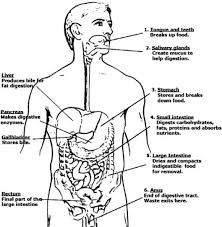 Activities for kids to do at home. Digestive System Coloring Page Full Digestive System Anatomy Digestive System Diagram Human Body Systems