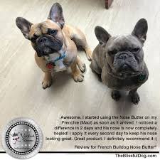 Maui The Ridiculously Photogenic French Bulldog Is Over The Moon Ecstatic Giddy With His New Smooth Nose But He Is With Images French Bulldog English Bulldog Dog Lovers
