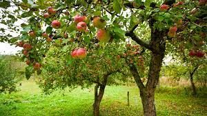 Bevor sie den apfelbaum pflanzen können, müssen sie mit dem spaten ein loch ausheben. Apfelbaume Pflanzen Und Pflegen Ndr De Ratgeber Garten Nutzpflanzen