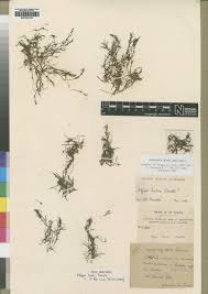 Image result for Najas horrida