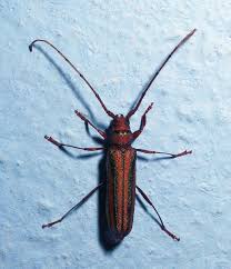 Image result for Scleria globonux