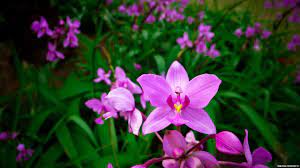 Pink Flowers Ultra Hd 4k Ultra Hd Wallpaper Orchid Wallpaper Orchid Images Orchid Care