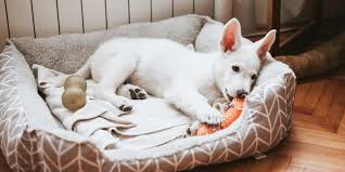 Pets at peace llc p.o. 66 Gifts For Dogs Or Dog Lovers To Get In 2021 Today