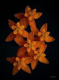 Image result for Convolvulus aschersonii