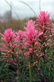 Image result for Nesogenaceae