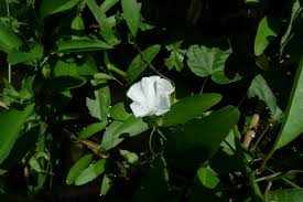 Image result for Aniseia martinicensis