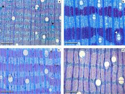 Image result for Ficus pseudomangifera