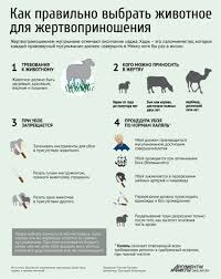 Об этом агентству городских новостей «москва» сообщил главный имам московской соборной мечети, муфтий москвы ильдар аляутдинов. Prazdnik Uraza Bajram Kak Vybrat Barana Dlya Obryada Zhertvoprinosheniya Infografika Infografika Pamyatka Infografika Aif Dagestan
