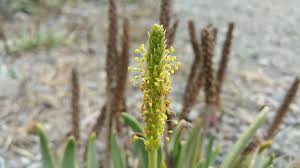 Image result for Plantago