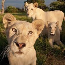 Crew Animalphotos Animalphotography Animalsofinstagram Animalsultans Discovertheworld Exclusive Hayvan Fotografciligi Evcil Hayvanlar Guzel Yaratiklar