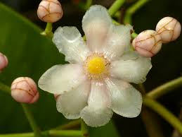 Image result for Clusiaceae