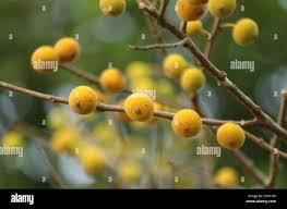 Image result for Ficus exasperata